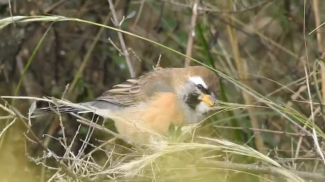 Pepitero Chico, Saltatricula multicolor, Many-colored Chaco-finch, Carpintería, San Luis. смотреть онлайн