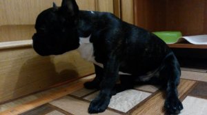 Французский бульдог плачет.