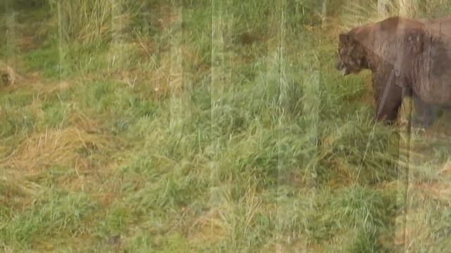 Giant fat bear at Brooks Falls смотреть онлайн