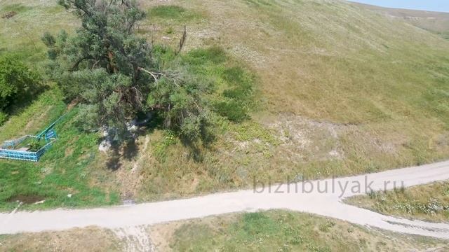 300-летняя ива у села Новый Биктяш Бижбулякский район Республики Башкортостан 2,55 метра в диаметре смотреть онлайн