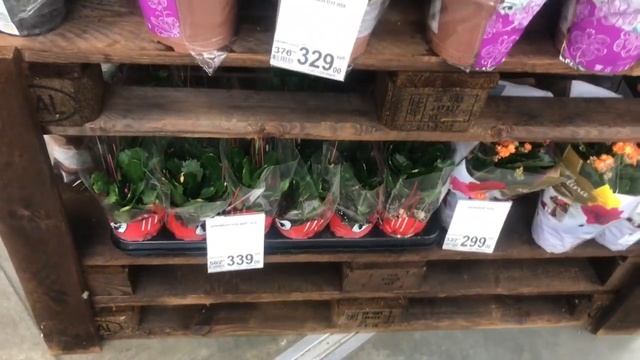 Орхидеи и другие Цветы в Ашане. Пилорик! Эрика за 19 рублей! смотреть онлайн