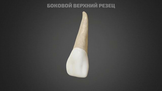 Анатомия резцов верхней челюсти смотреть онлайн