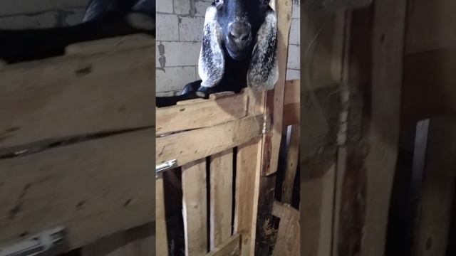 Крик в сарае,как это так не дали вкусняшку с утра ,нам козам . смотреть онлайн