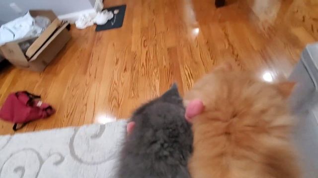 Жизнь удалась. Котики подросли смотреть онлайн