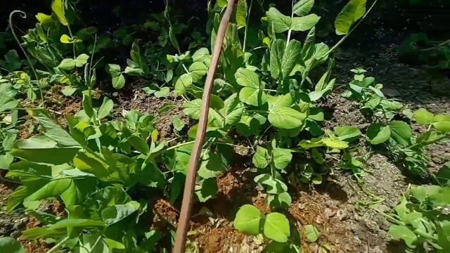 ГОРОХ - ЭТО УДОБРЕНИЕ ДЛЯ ОГОРОДА. ВЫРАЩИВАТЬ ГОРОХ ПОЛЕЗНО. смотреть онлайн