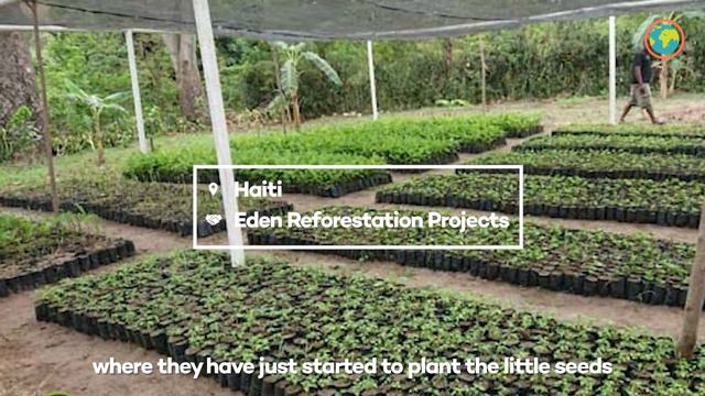 Tree Update Episode 9 смотреть онлайн