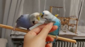 Учим попугая говорить "Кеша хороший"