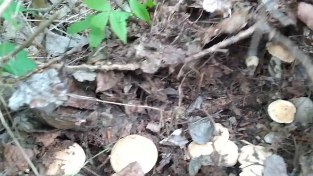 Рядовка майская 2022 г??