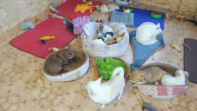 #VLOG 23.11.2020 года - ЩЕНКИ В ПРОДАЖЕ#ТЕСТ НОВЫЕ ИГРУШКИ ПОДАРОК#ПИТОМНИКМАРИМИСТИК#АМИГУРУМИ МК смотреть онлайн