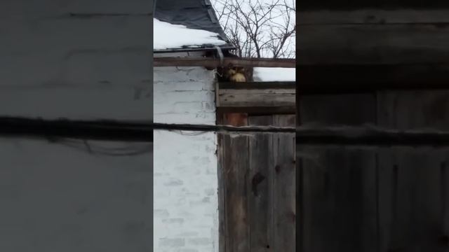 Метис Алабая и Немецкой овчарки смотреть онлайн