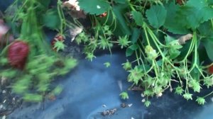 Клубника  Полка, Королева Елизавета и Купчиха/ Обзор сортов