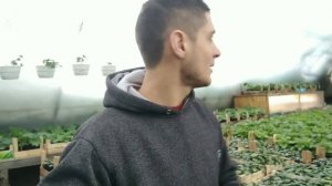 Тепличный бизнес - плюсы и минусы