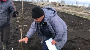 Посадка Черешни по методу UFO и KGB и груши на айве.