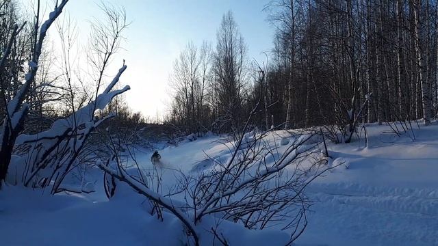Ugra_riders. Сургут, Freeride 2018 пилим русьи в окресностях Каменного мыса. смотреть онлайн