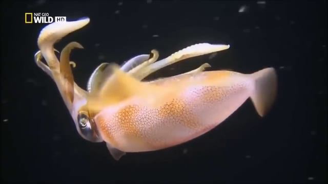 Самое странное место в океане HD 2016 смотреть онлайн