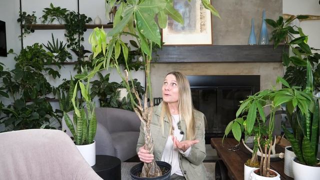 When Your Money Tree Gets Big! | Money Tree Plant Care 101 смотреть онлайн