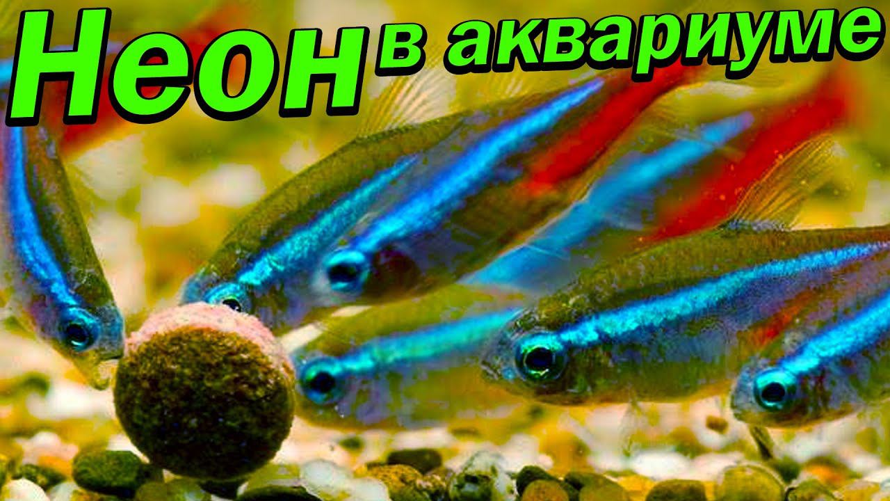 Неон в аквариуме спустя 7 дней ЕСТЬ ПОТЕРИ!!! смотреть онлайн