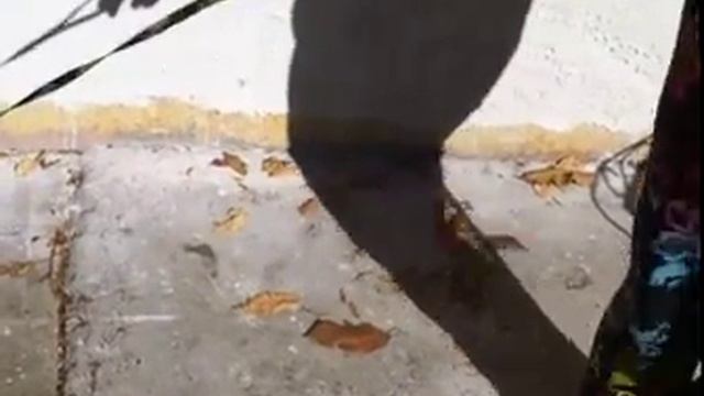 Kittens walk on a thong! Котенка выгуливают на поводке! смотреть онлайн