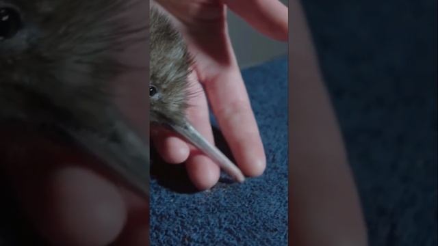 Киви-самая необычная птичка в мире! смотреть онлайн