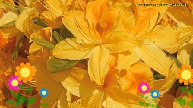 Азалия гибридная Голдтопас. Краткий обзор, описание характеристик azalea GoldTopas смотреть онлайн