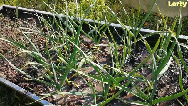 Кошу траву. Мульчирую помидоры и перец. Подкормка чеснока. Нашатырный спирт на огороде) смотреть онлайн