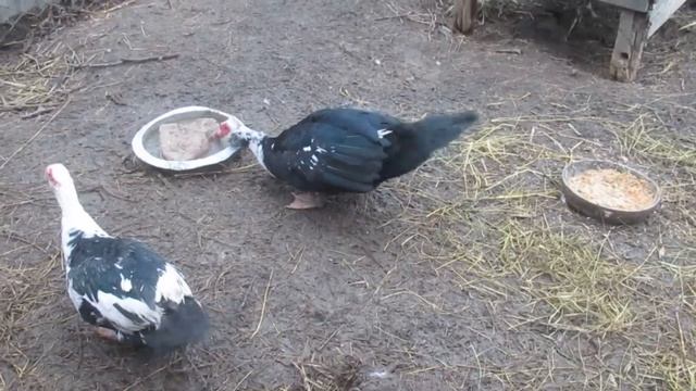 Новый селезень. смотреть онлайн