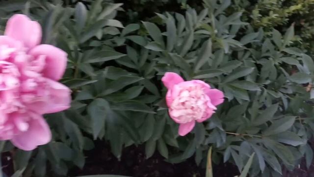 Обзор цветников №5 (28.05.2018). Гвоздики, пионы, гортензии, розы, ирисы, гейхеры, хосты смотреть онлайн