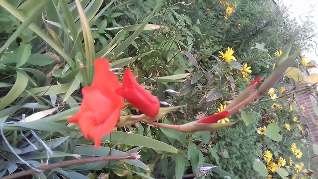 Квітник біля дому смотреть онлайн