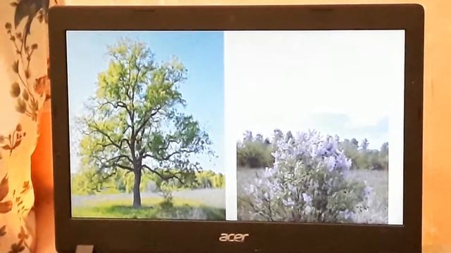 Окружающий мир. Деревья и кустарники.