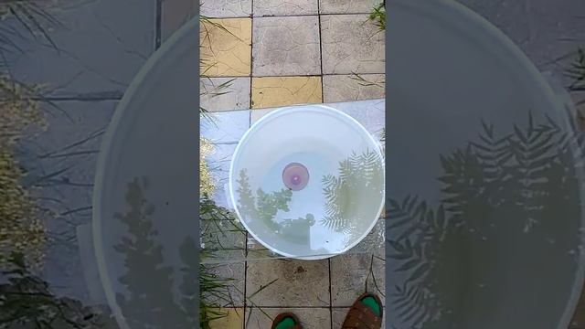 Взаимодействие магнита из неодима и Земли. смотреть онлайн