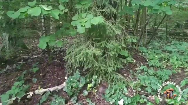 #грибы #гриб #mushrooms #fungi #загрибами #грибочки #дарылеса #сборгрибов #люблюгрибы #грибники #? смотреть онлайн