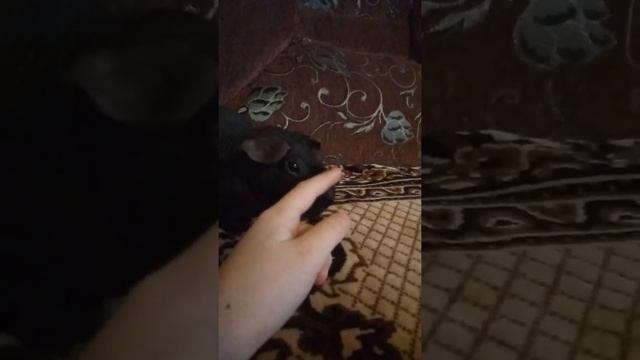 Моя ЛЫСАЯ МОРСКАЯ СВИНКА\\ПЕРВЫЙ РОЛИК смотреть онлайн
