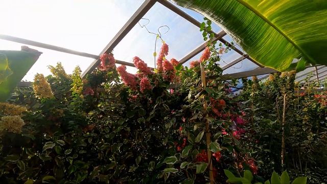 АДЛЕР ? Цветочный рай!  Мы ехали  ща цветочками 100км)))!