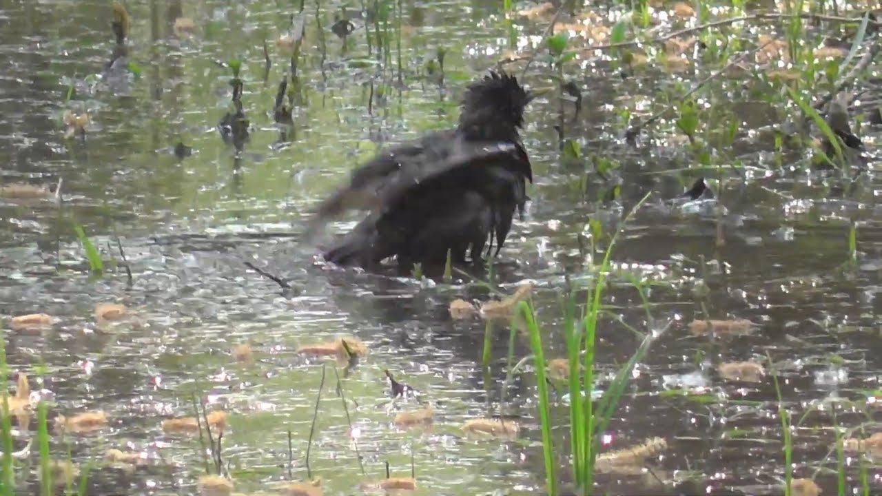 Скворец купается в реке. Новосибирск жара, берег реки Обь птицы принимают водные процедуры. смотреть онлайн