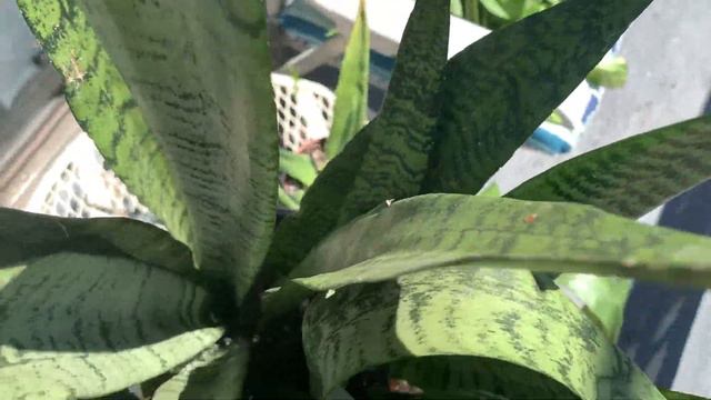 REPOTTING PLANTS WITH ME!!! | INDOOR HOUSE PLANTS | #PLANTMOMCHRONICLES смотреть онлайн