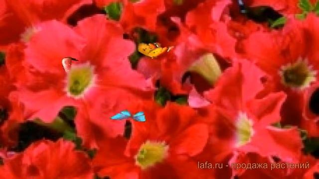 Петуния грандифлора Аладдин Оранж (aladdin oranzh) ? обзор: как сажать, семена петунии Аладдин Оран смотреть онлайн