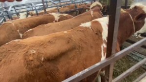 Скотный рынок.город Хасавюрт новое видео