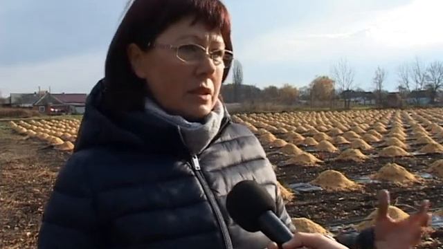 Несколько тысяч кустов голубики высадили фермеры на своем участке. смотреть онлайн