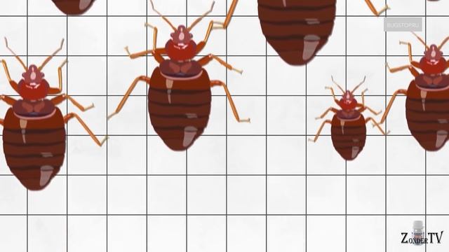 Средство от клопов Зондер смотреть онлайн