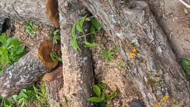 пилим старые больные яблони на даче смотреть онлайн