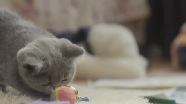 Purina PRO PLAN Kat Kitten