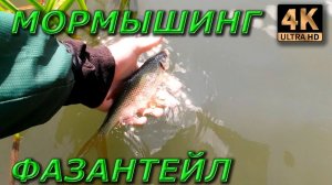 НИМФЫ. Мормышинг. Фазантейл.