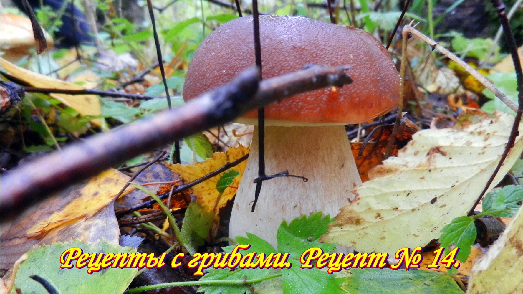 Суп грибной из сушёных белых грибов. Рецепты с грибами. Рецепт № 14.