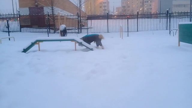 Пёс Тотоша, тихо падает снег, поджидаем Рождество🐶🤗👂👀 смотреть онлайн
