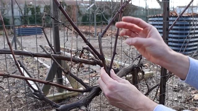 How to Prune Grapes for Trellis and Arbor, Spur Prune and Cane Prune смотреть онлайн