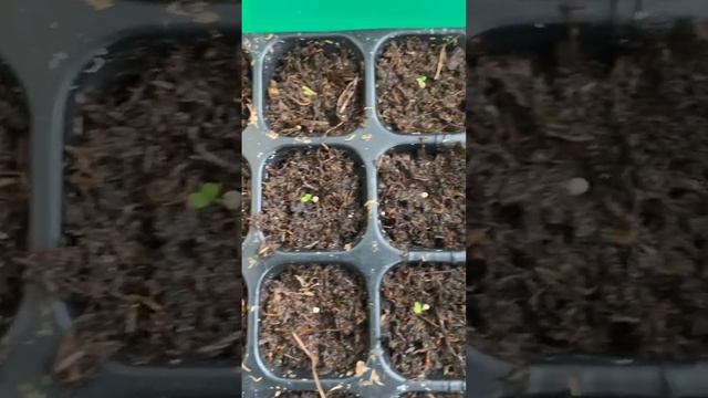 10 дней.Рассада петунии.Как выглядят сеянцы #Petunia#рассадныймарафон#рассадапетунии смотреть онлайн