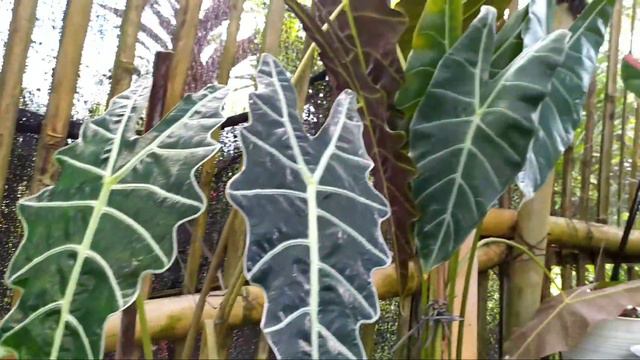 Agrowisata tanaman hias Blabak,Mungkid смотреть онлайн