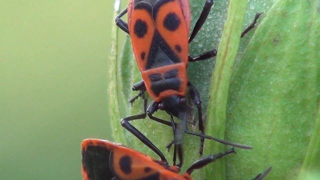 Sony HDR-CX160 Telemakro Zoom Test - Testing Tele macro Zoom - Käfer Bugs смотреть онлайн