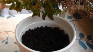 Чай из листьев Рябины Красной.