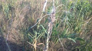 спаривание гусениц и пауков